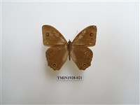 藏品(暮眼蝶)的圖片